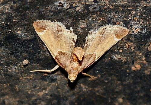 Réf. 284 461 : Pyralis farinalis